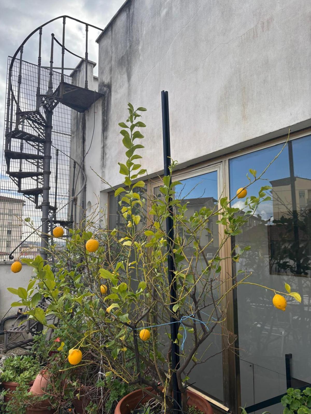 Girasole House Otel Floransa Dış mekan fotoğraf